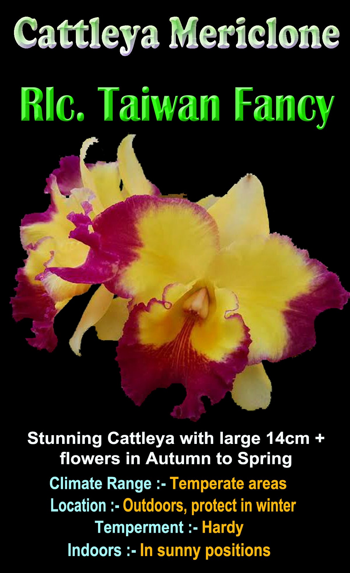 Cattleya Taiwan Fancy