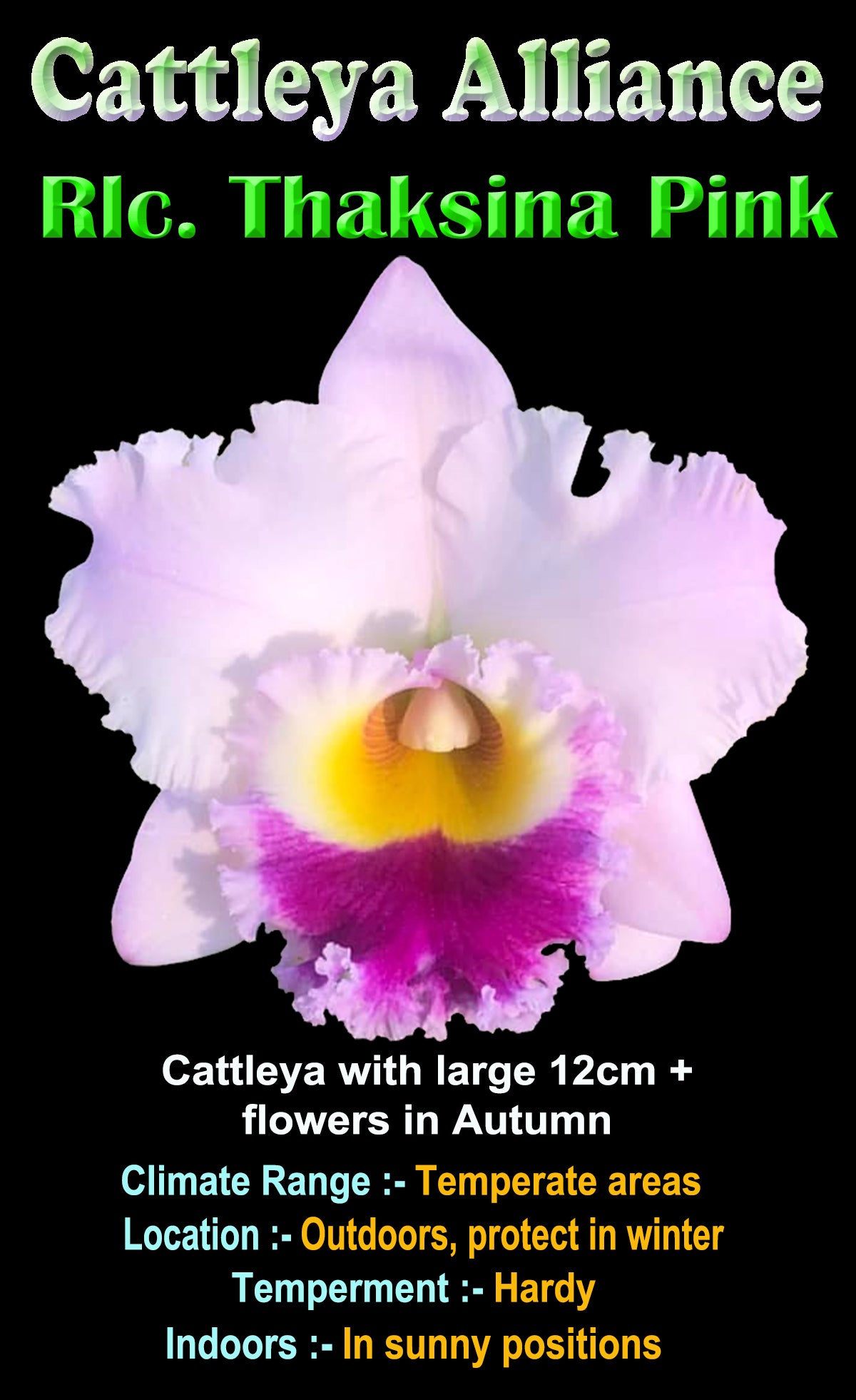 Cattleya Allience Rlc Thaksina Pink