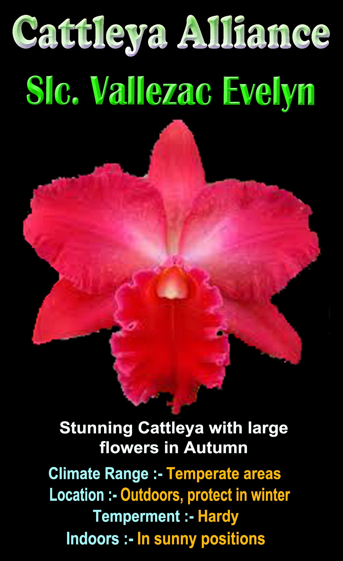 Cattleya Alliance Slc Vallezac 'Evelyn'