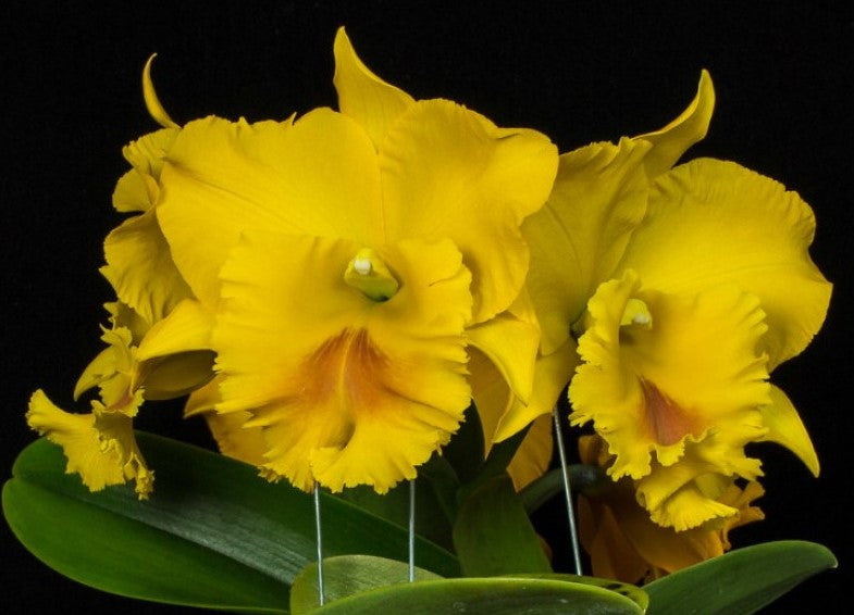 Cattleya Alliance Blc. Haadyai 'Delight'