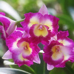 Cattleya Alliance Otaara Hwa Yuan Bay 'She Shu'