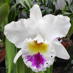 Cattleya Alliance Rlc. Liou Hope