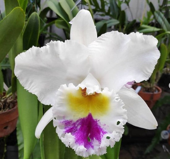 Cattleya Alliance Rlc. Liou Hope