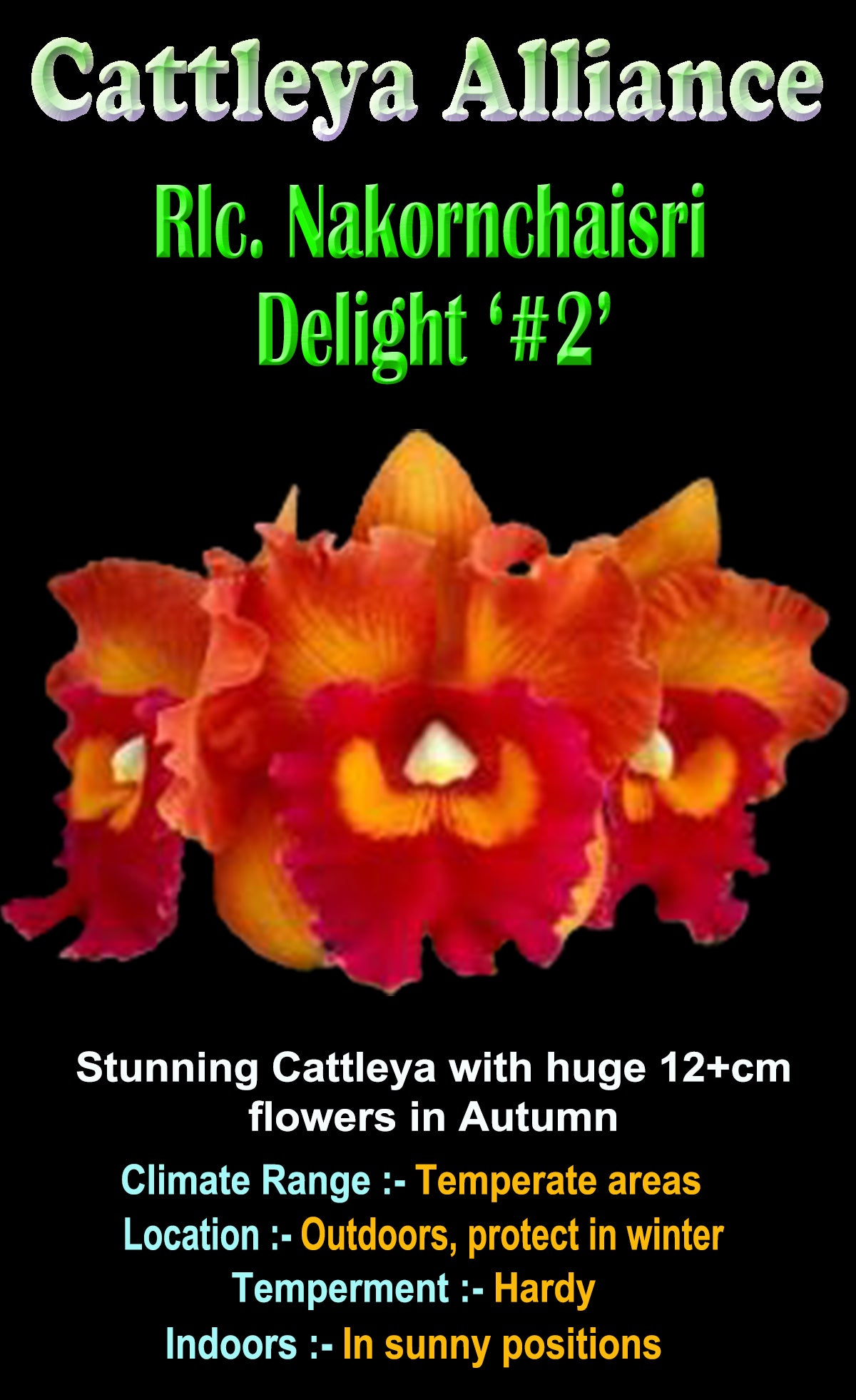 Cattleya Alliance Rlc. Nakornchaisri Delight #2