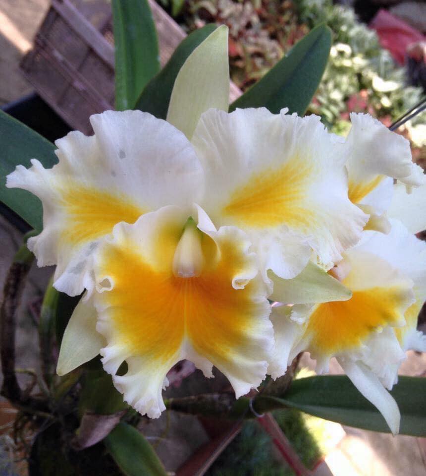 Cattleya Alliance Rlc. Shinaphat Diamond 'Golden Wing'