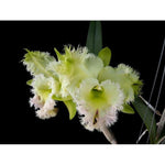 Cattleya Alliance Rlc Golf Green 'Hair Pig'