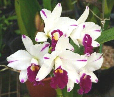 Cattleya Alliance Rth Shinfong 'Little Boy'