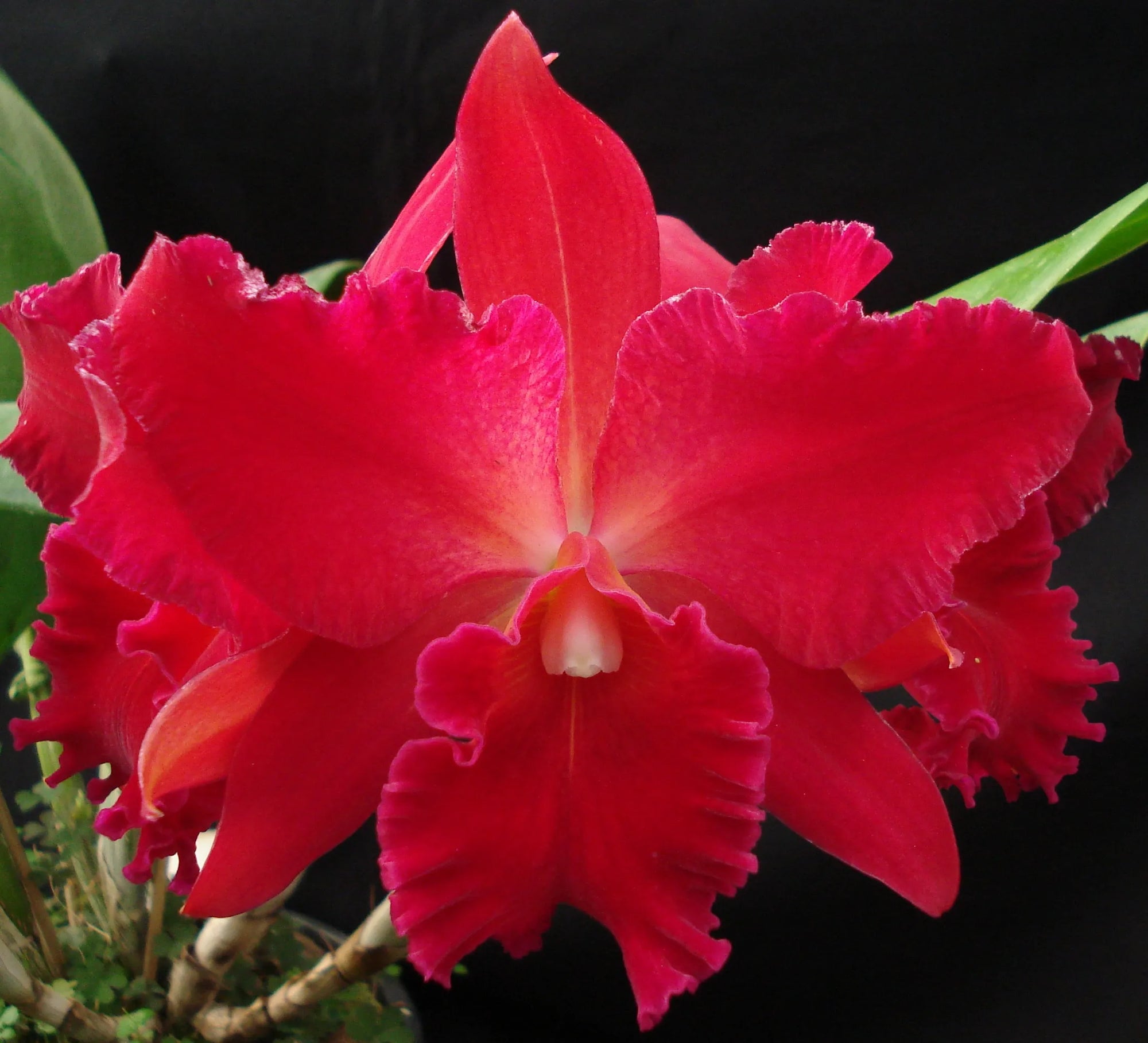 Cattleya Alliance Slc Vallezac 'Evelyn'