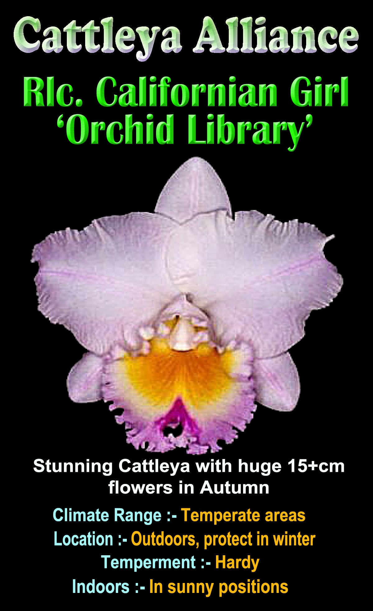 Cattleya Allience Rlc. Californian Girl 'Orchid Library'