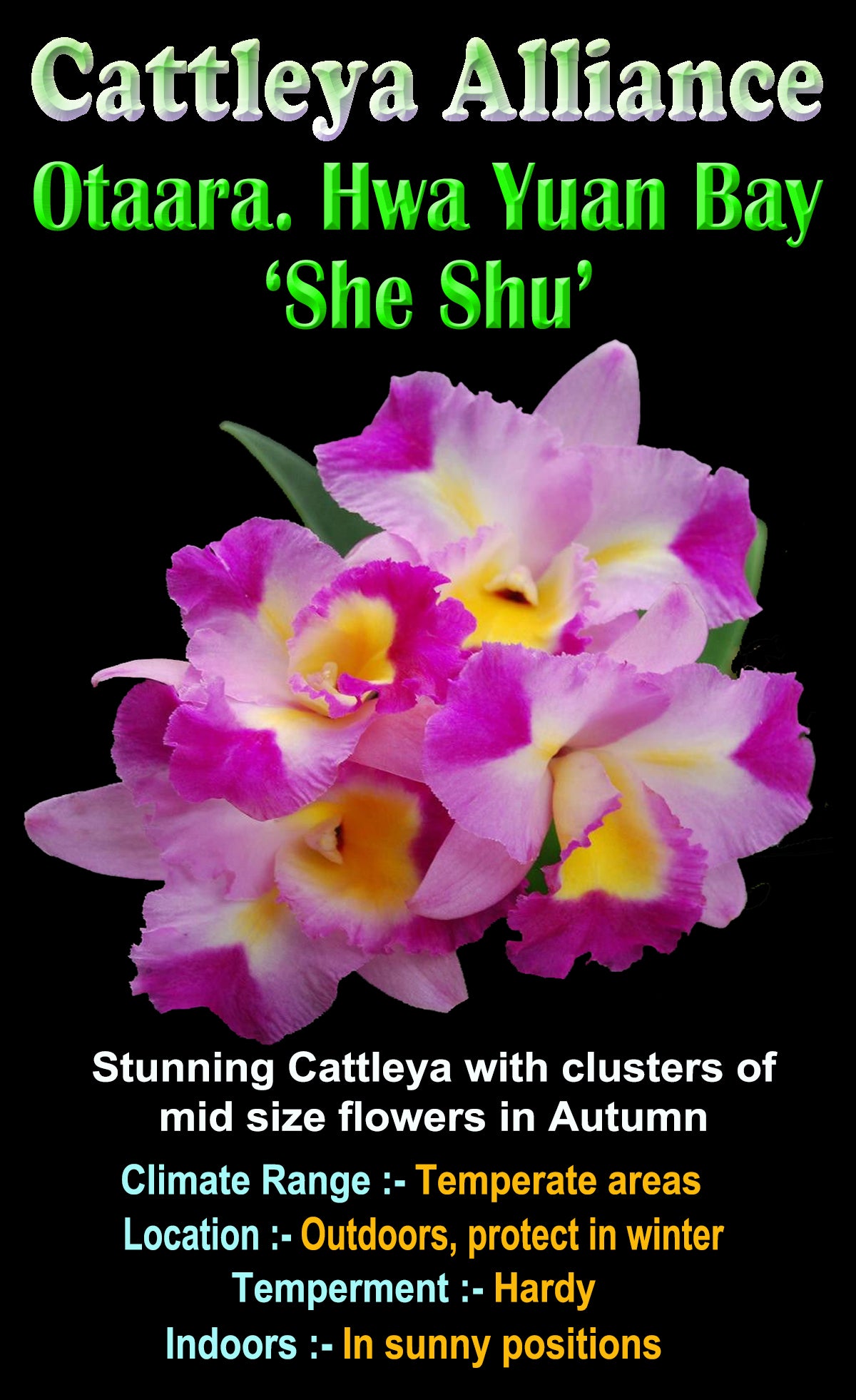 Cattleya Allience Otaara Hwa Yuan Bay She Shu