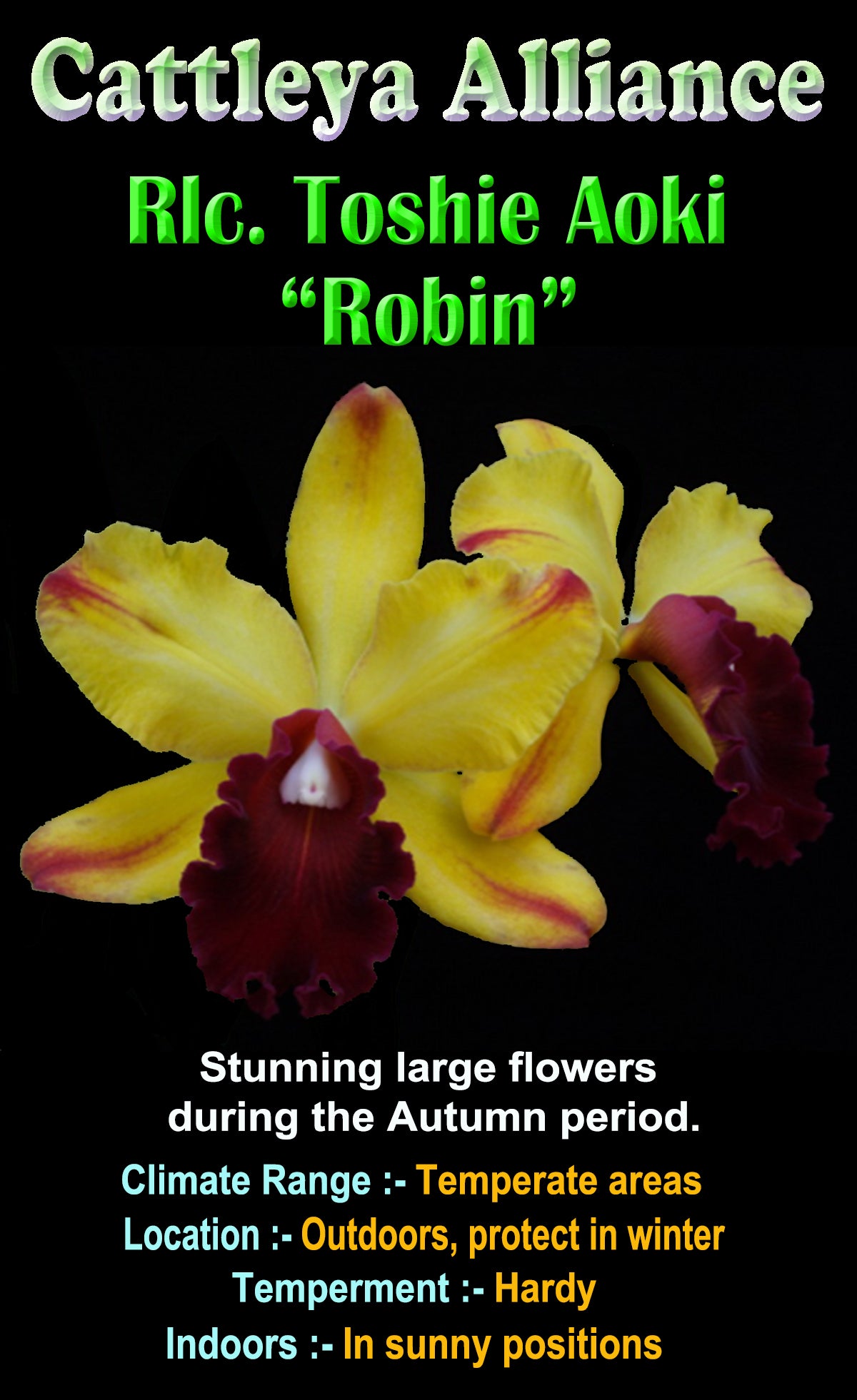 Cattleya Allience Orchid Blc. Toshia Aoki 'Robin'