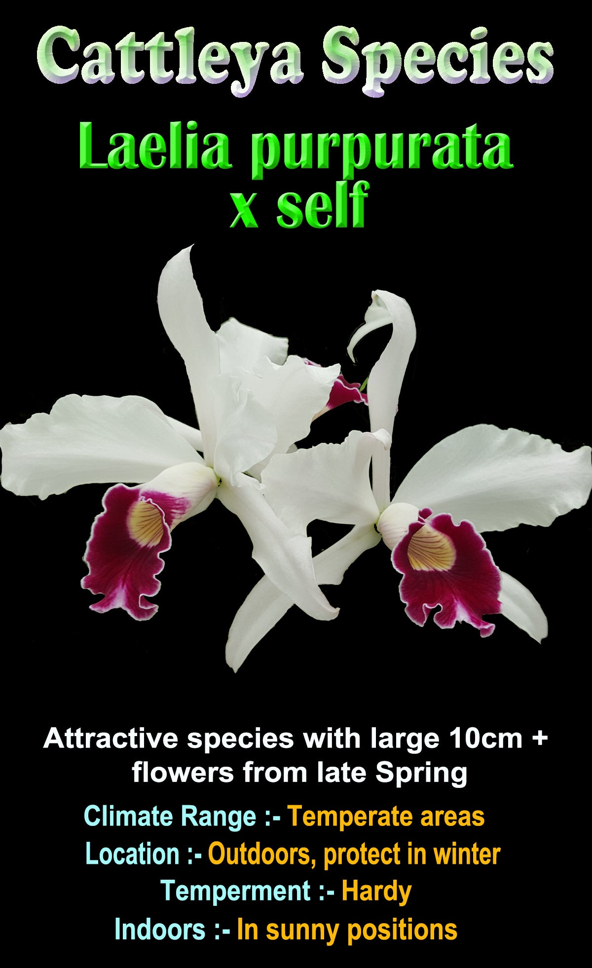 Laelia  purpurata x self SPECIES ( Cattleya ) 50mm potted