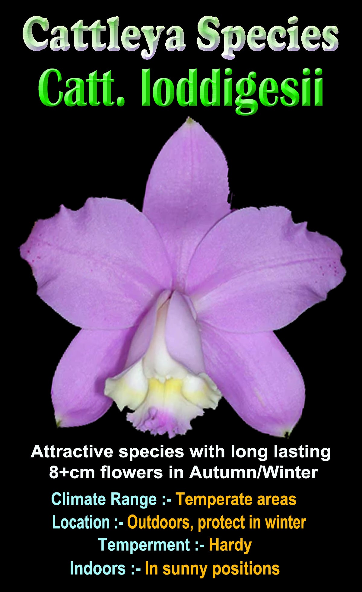 Cattleya loddigesii var. martinique