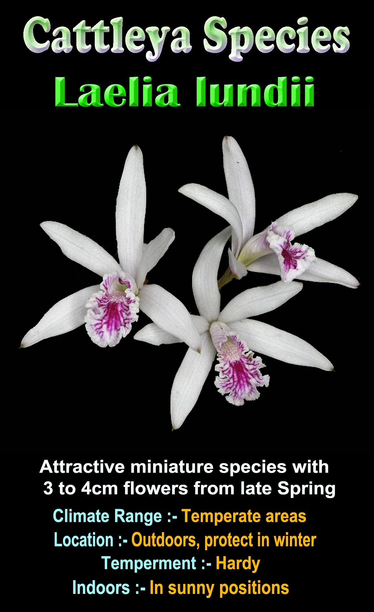 Laelia lundii - The Miniature Rock Orchid