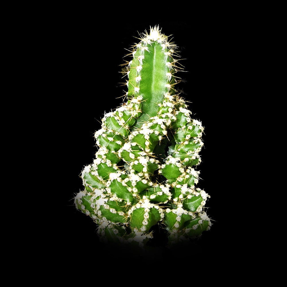 Acanthocereus tetragonus (Syn. Cereus tetragonus) 'Fairy Castle' – Enchanting Columnar Cactus (NOT FOR WA)