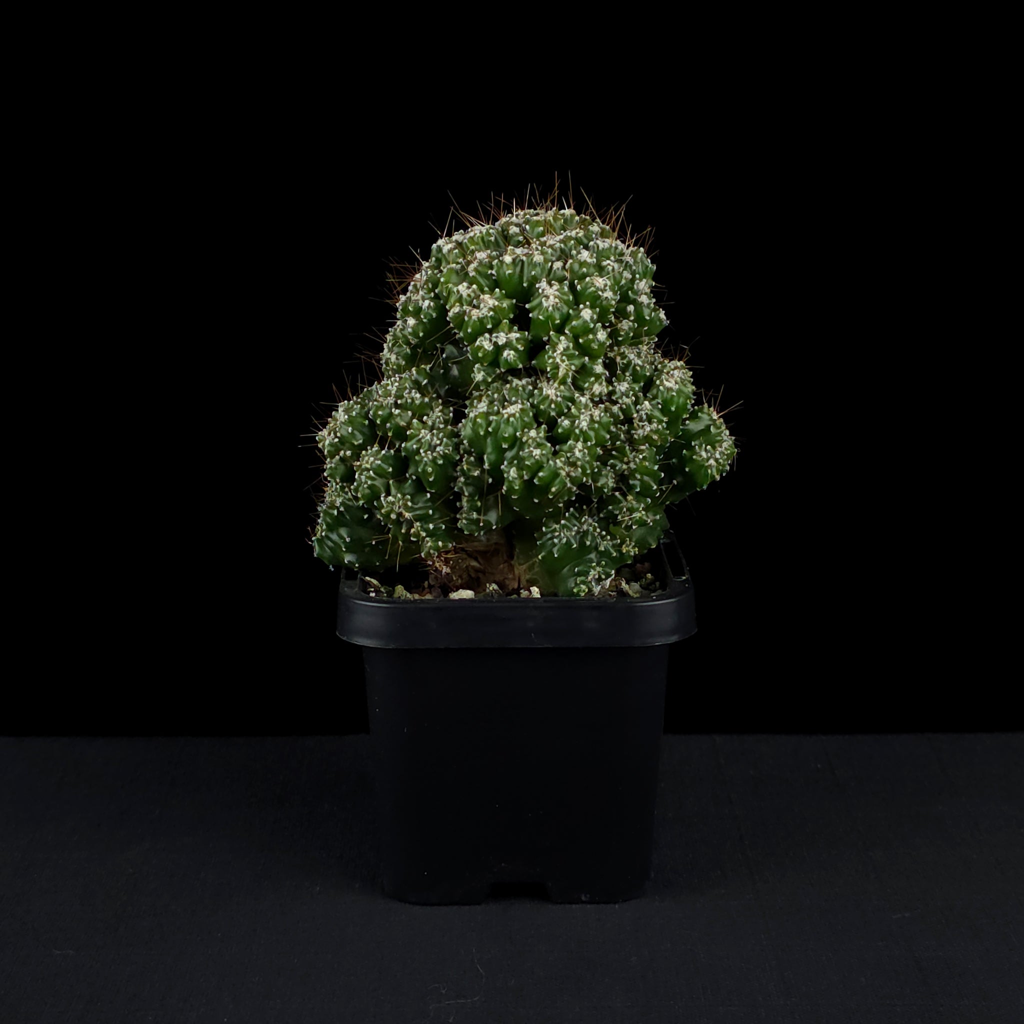 Cereus forbesii 'Tiny Tot' (syn. comarapanus)