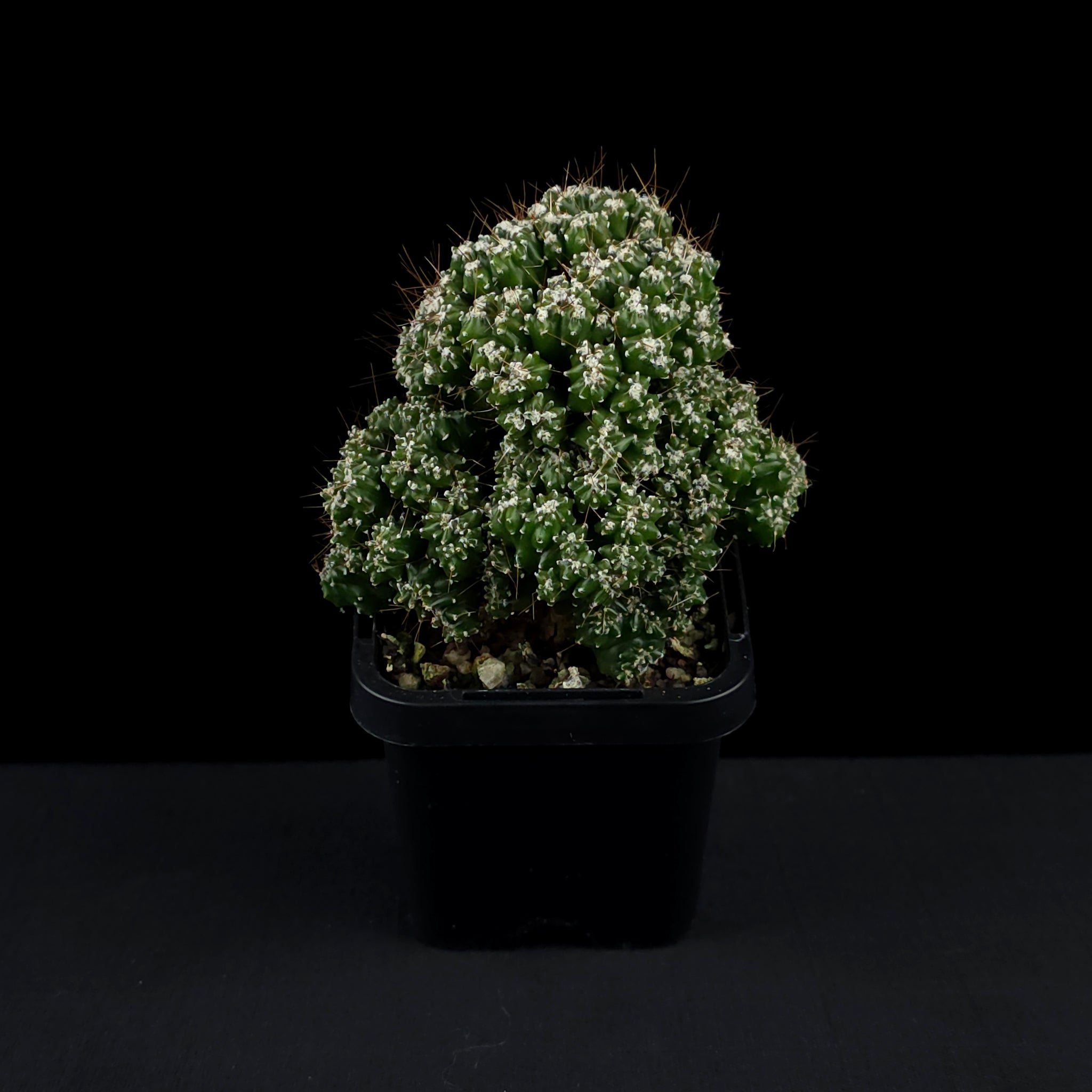 Cereus forbesii 'Tiny Tot' (syn. comarapanus)