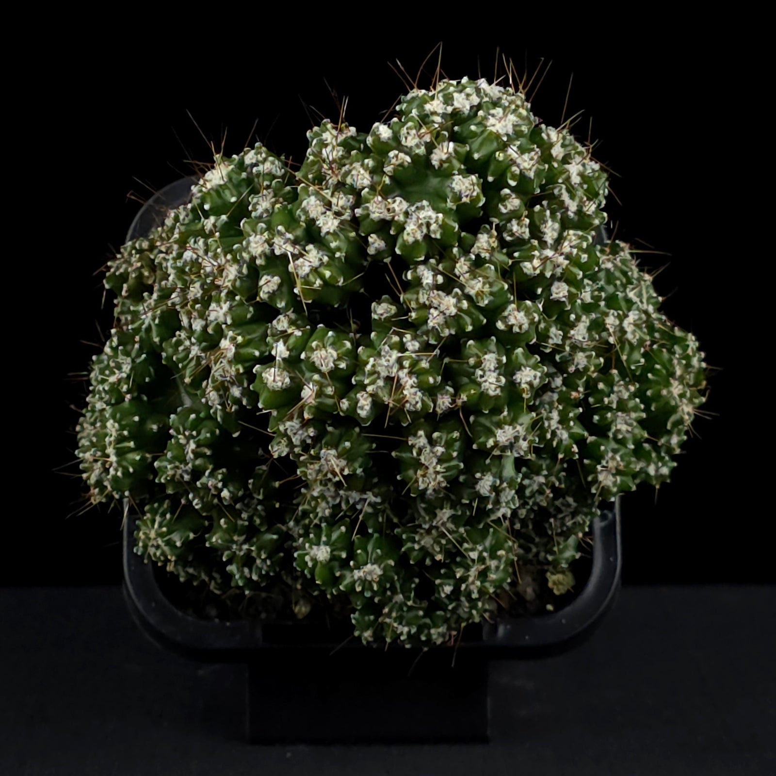 Cereus forbesii 'Tiny Tot' (syn. comarapanus)