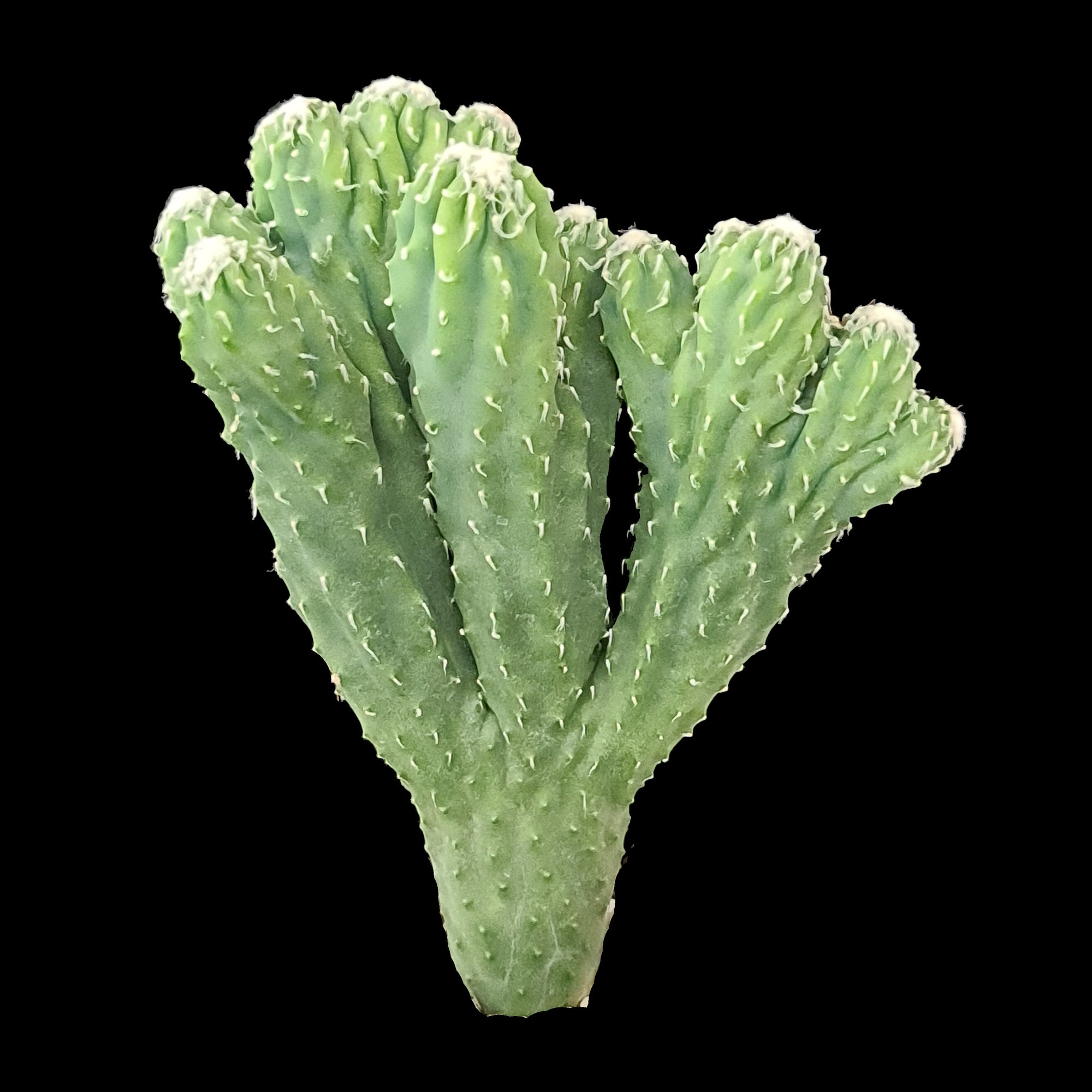 Cereus hildmannianus 'Wild Thing' monstrose – A Unique Sculptural Cactus