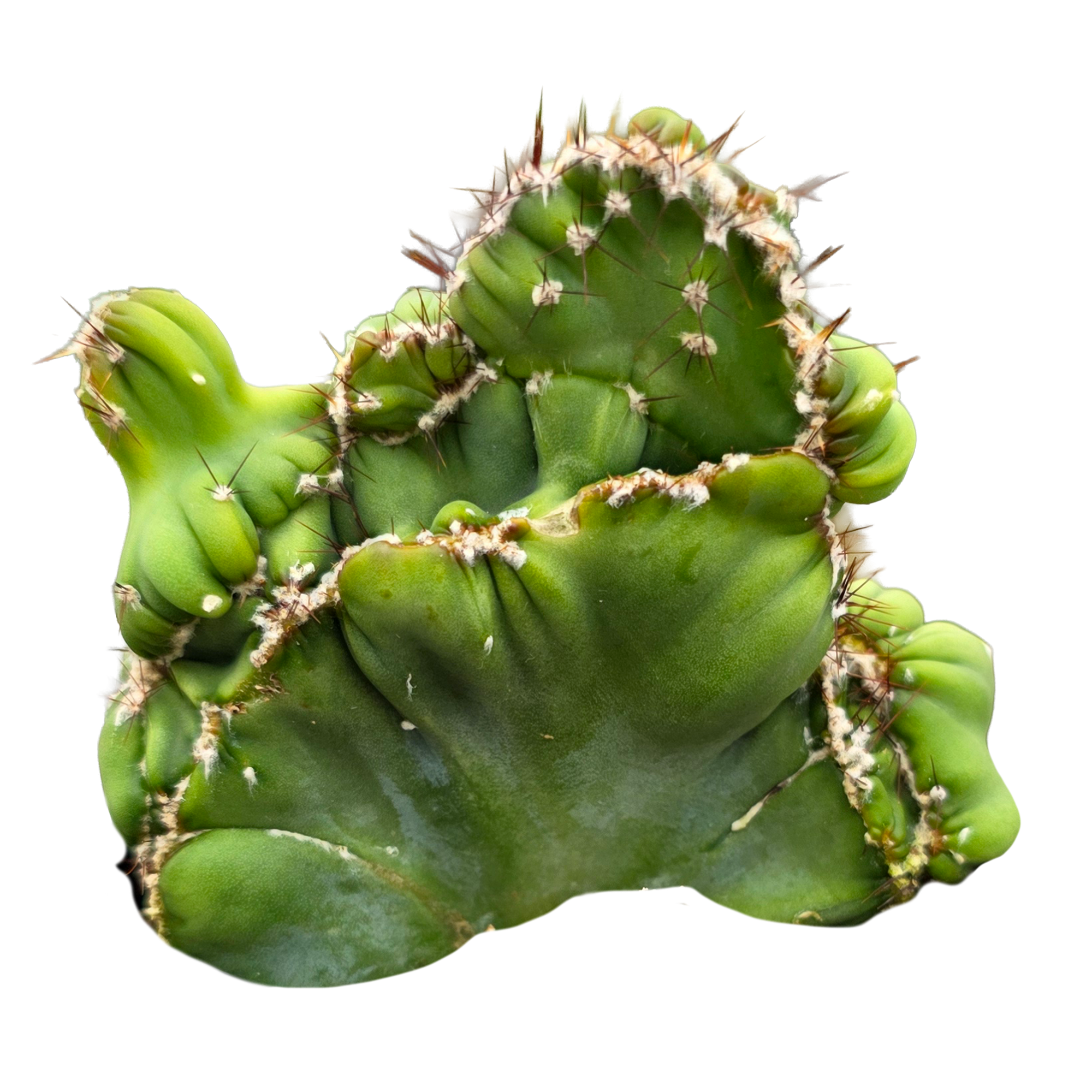 Cereus forbesii crested double meristem (WA Prohibited)