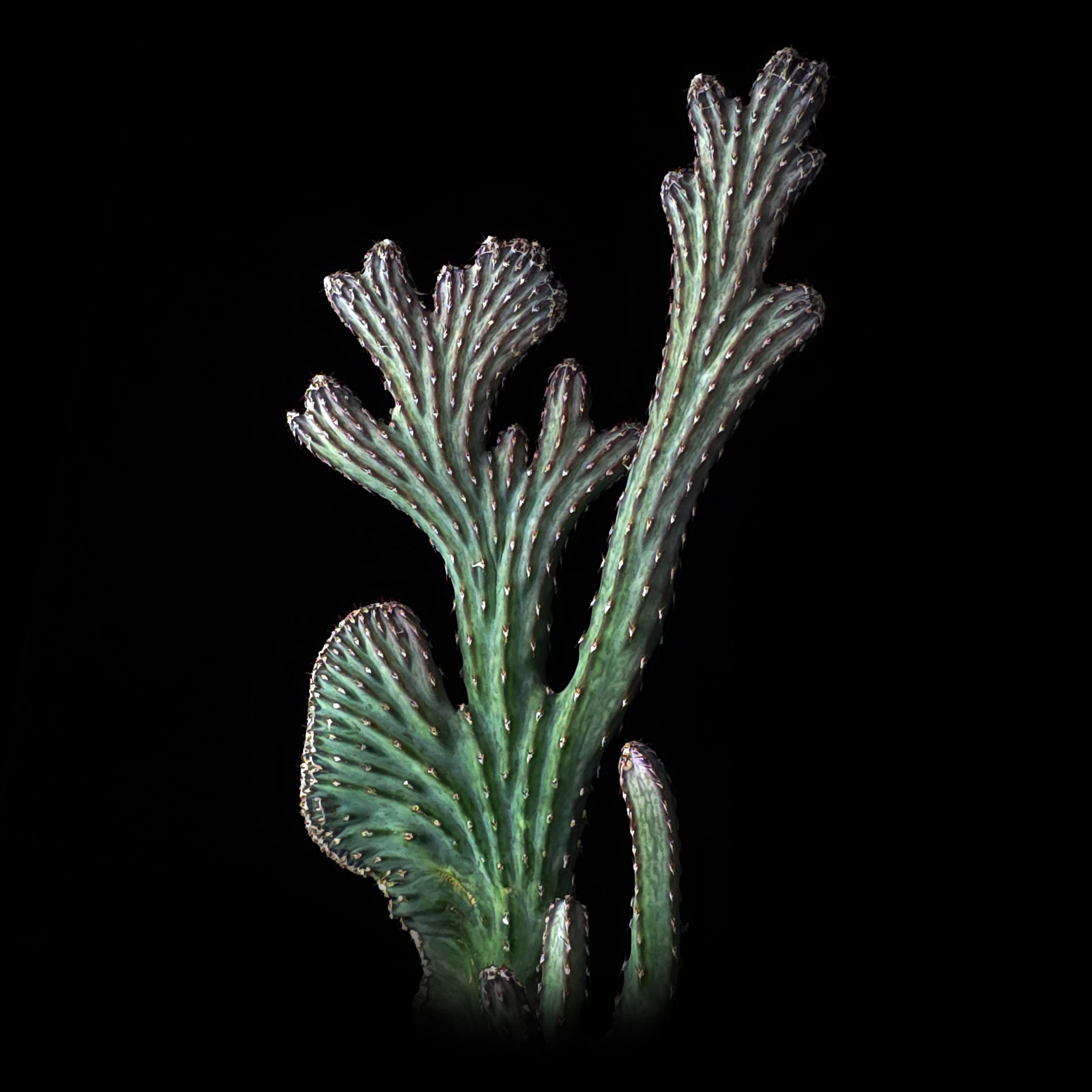Cereus spegazzinii f. cristata