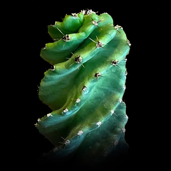 Cereus forbesii ‘Spiralis’