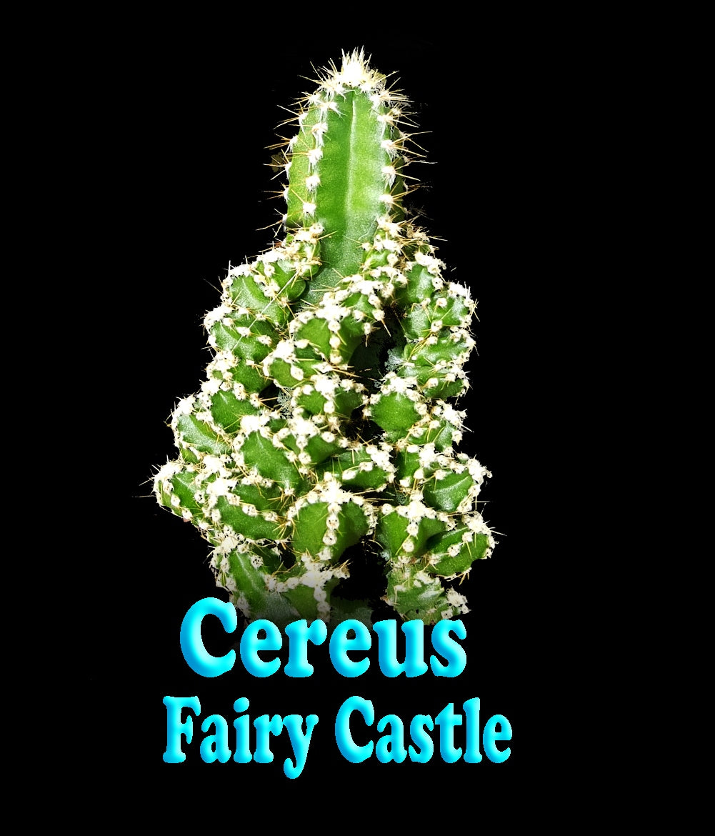 Cereus tetragonus 'Fairy Castle' (NOT FOR WA)