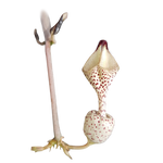 Ceropegia albisepta