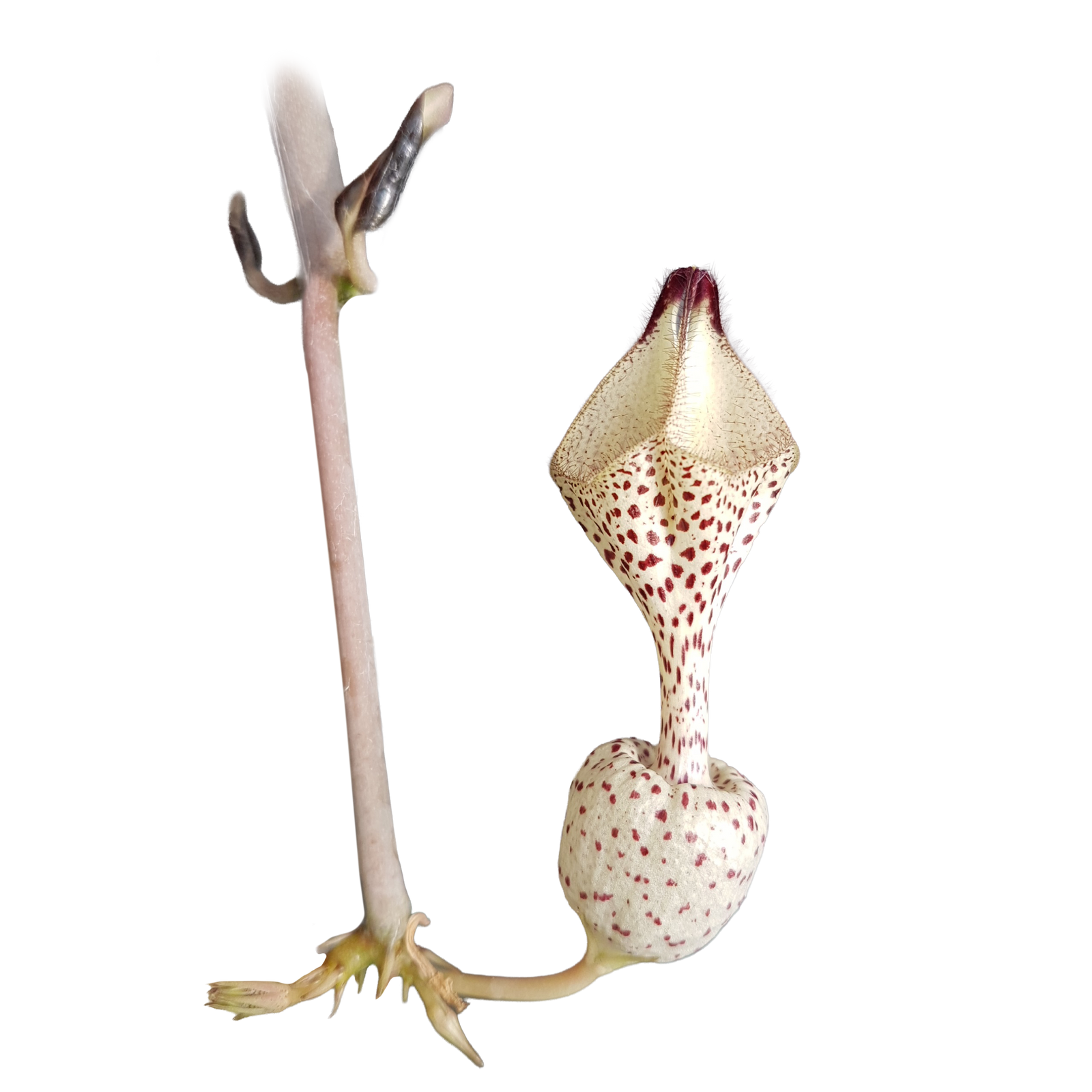 Ceropegia albisepta