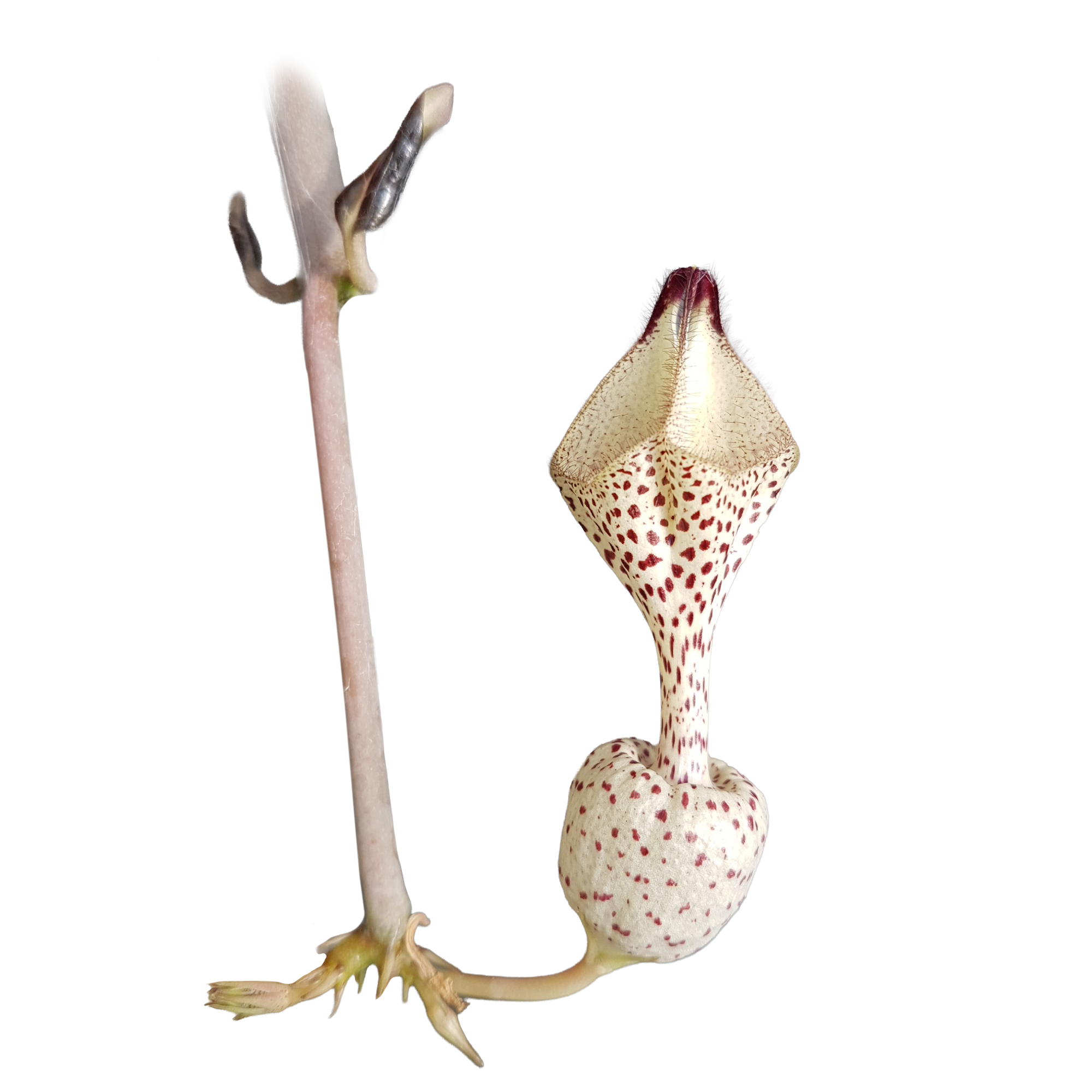 Ceropegia albisepta