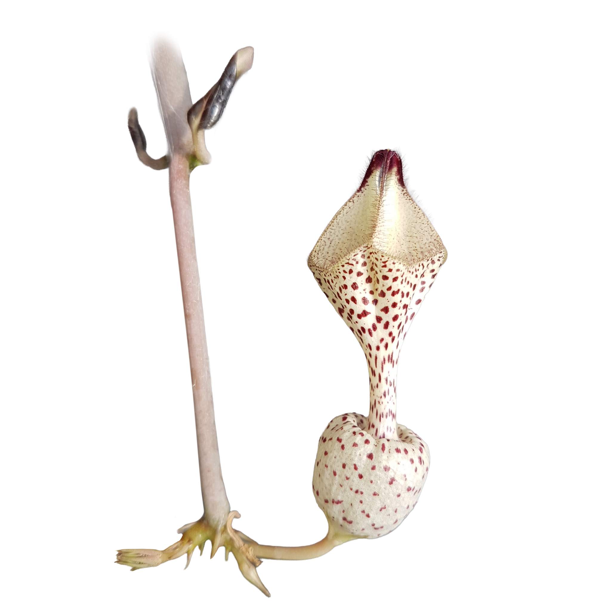 Ceropegia albisepta