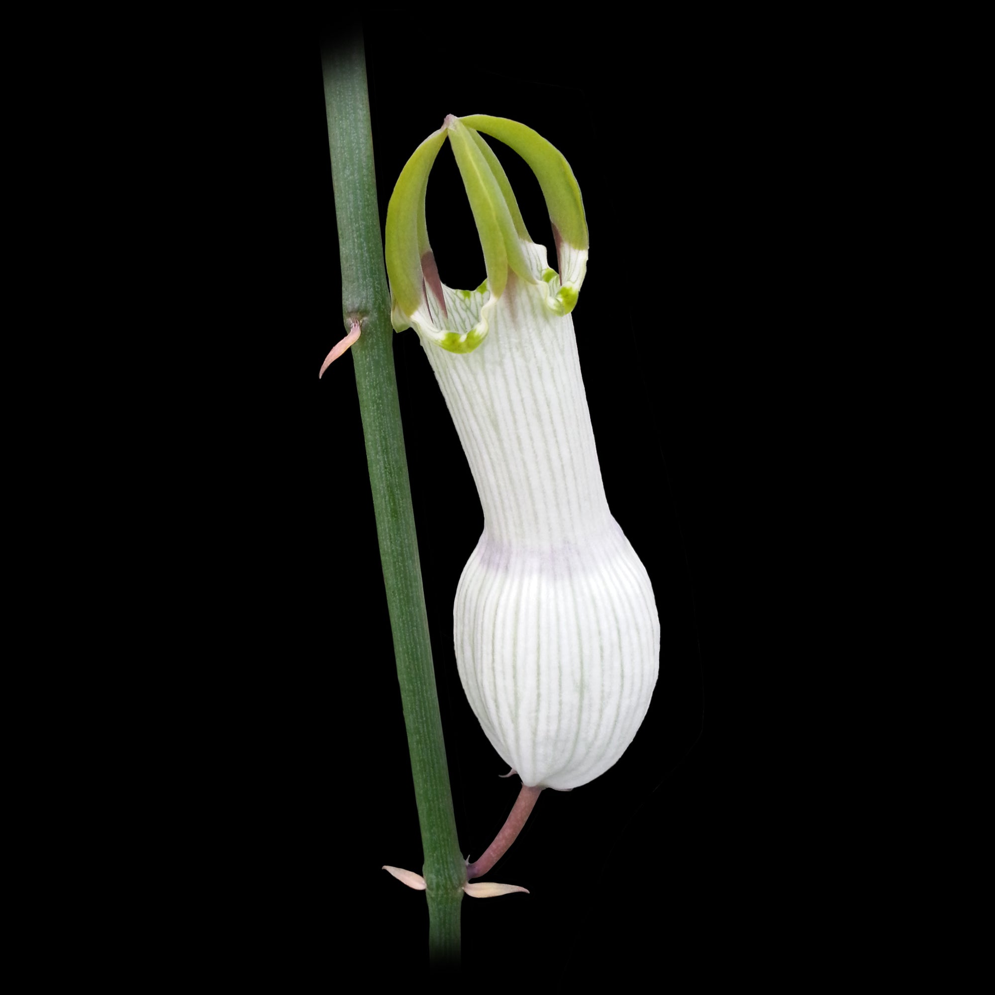 Ceropegia ampliata - Condom Plant