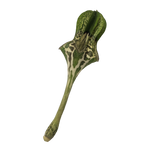 Ceropegia radicans subsp. smithii