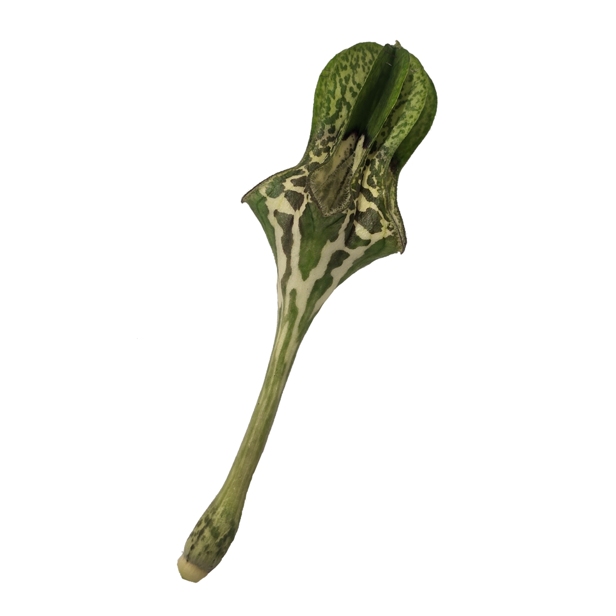 Ceropegia radicans subsp. smithii