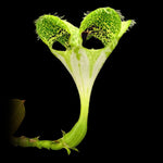 Ceropegia sandersonii – Parachute Plant