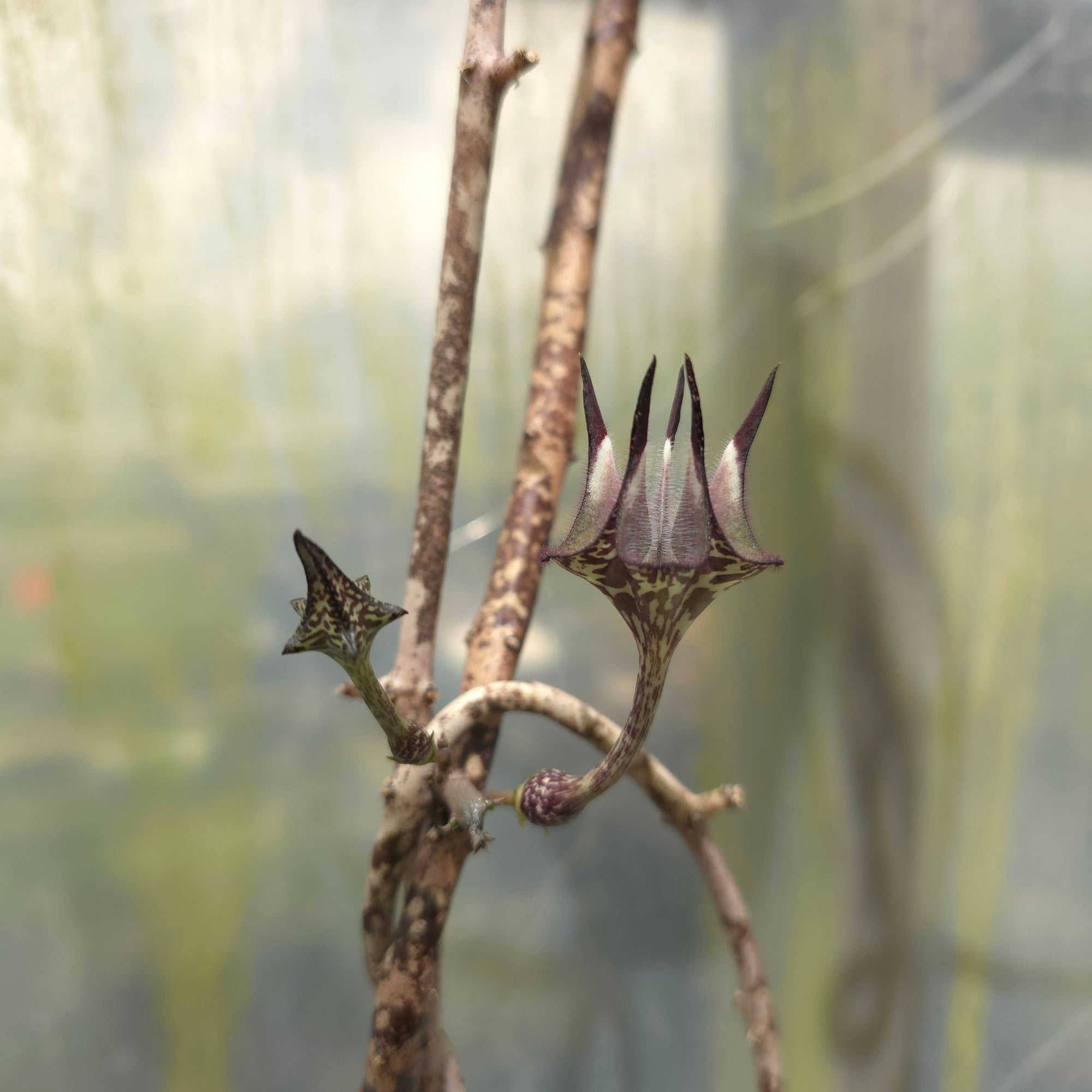 Ceropegia stapeliiformis