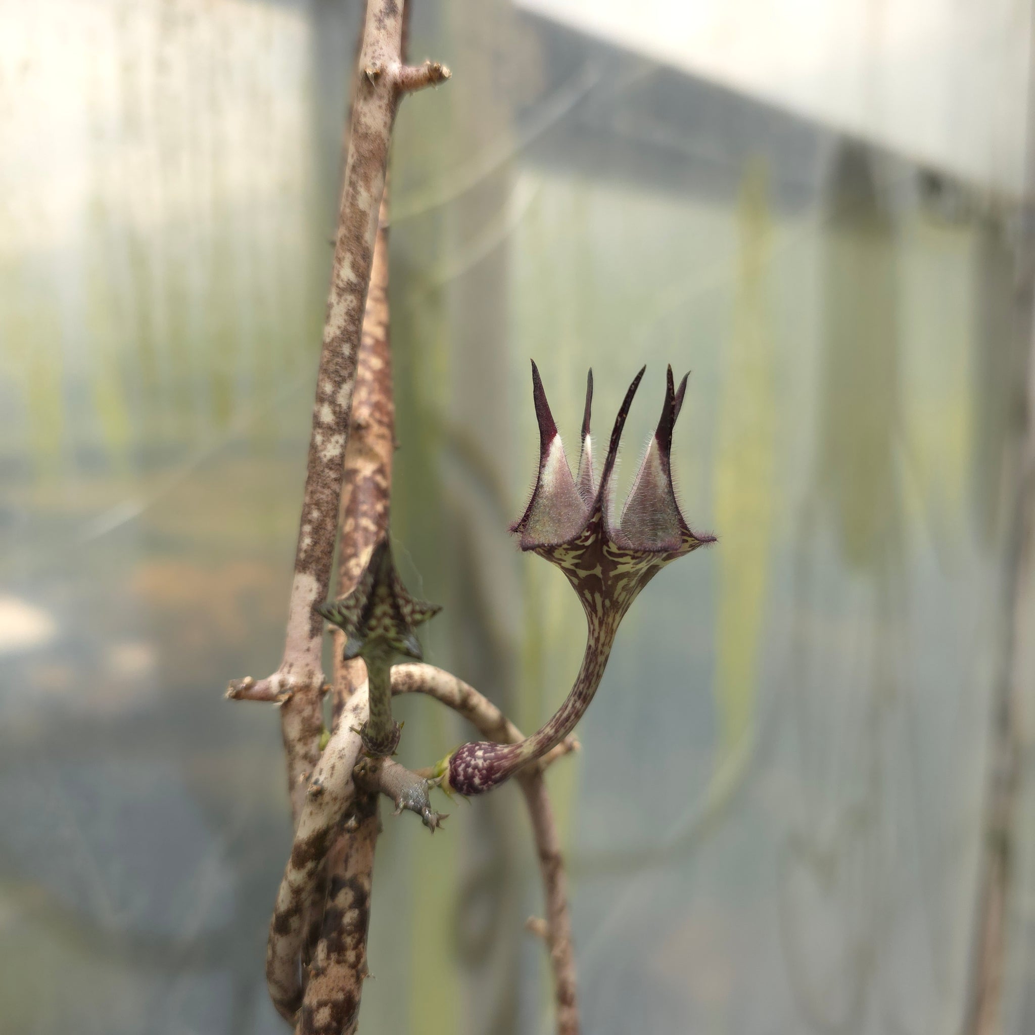 Ceropegia stapeliiformis