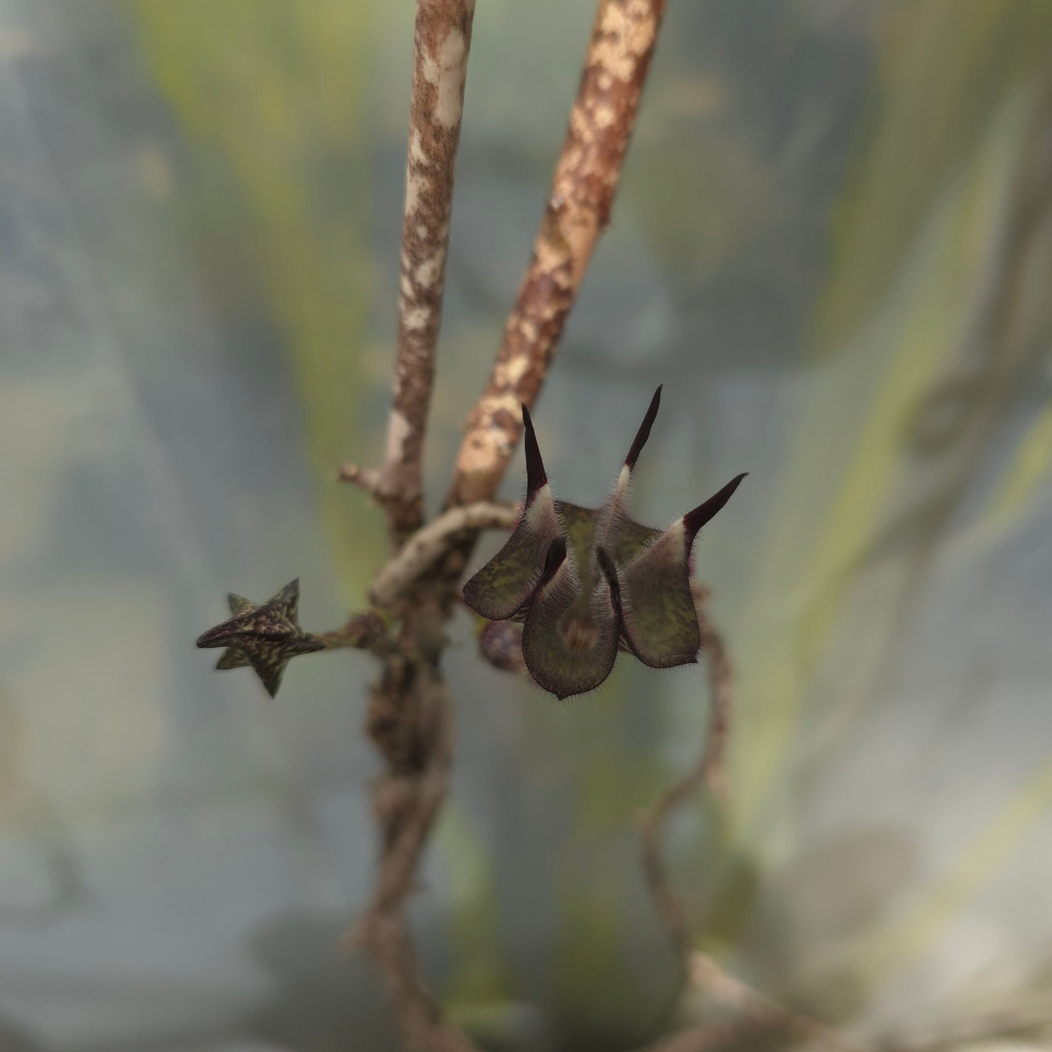 Ceropegia stapeliiformis