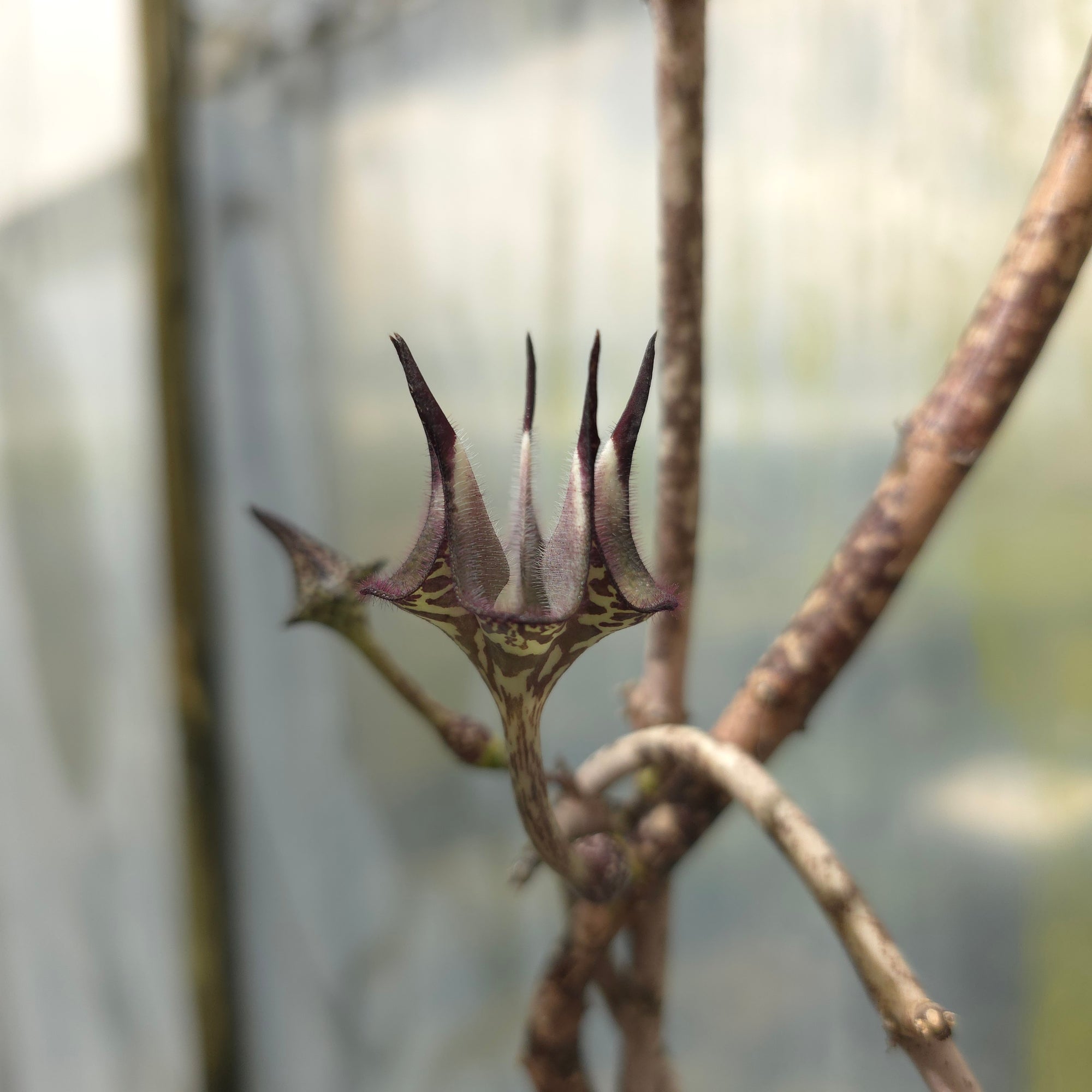 Ceropegia stapeliiformis
