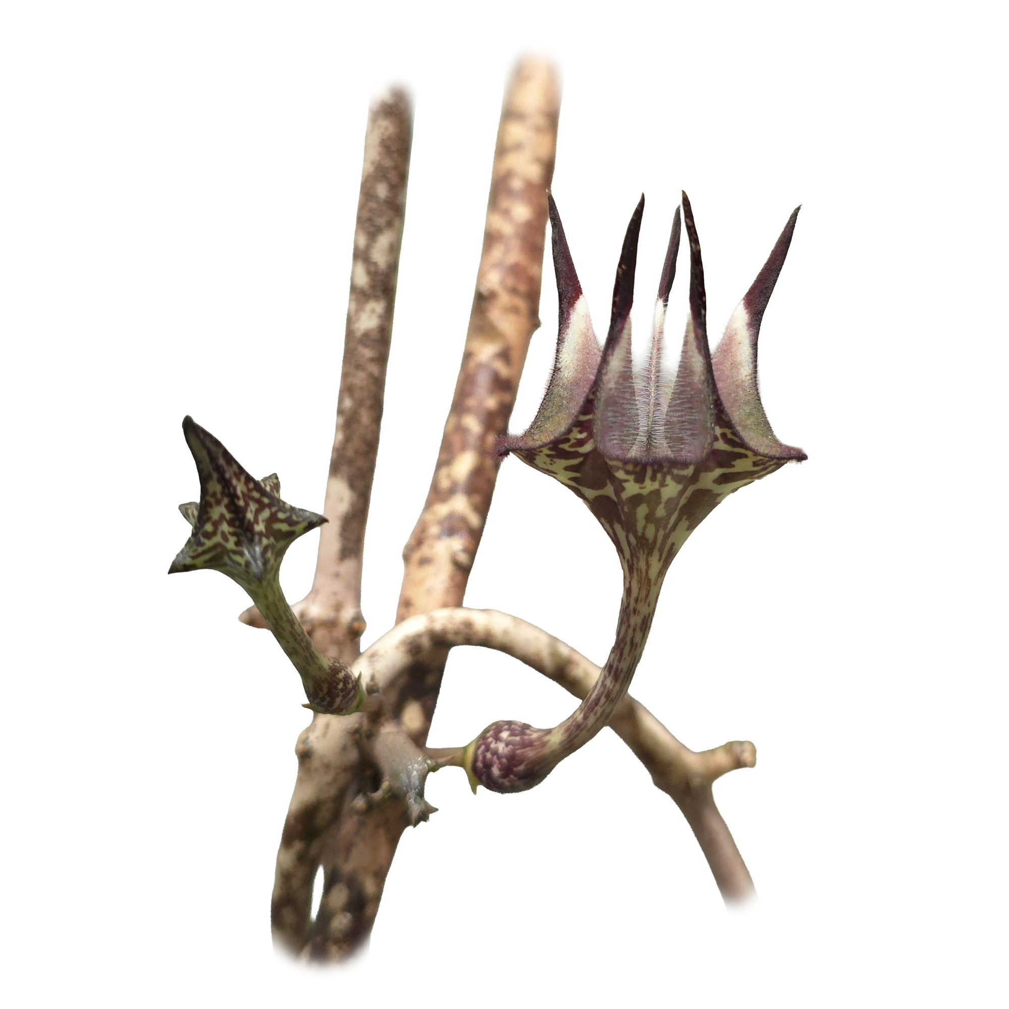 Ceropegia stapeliiformis