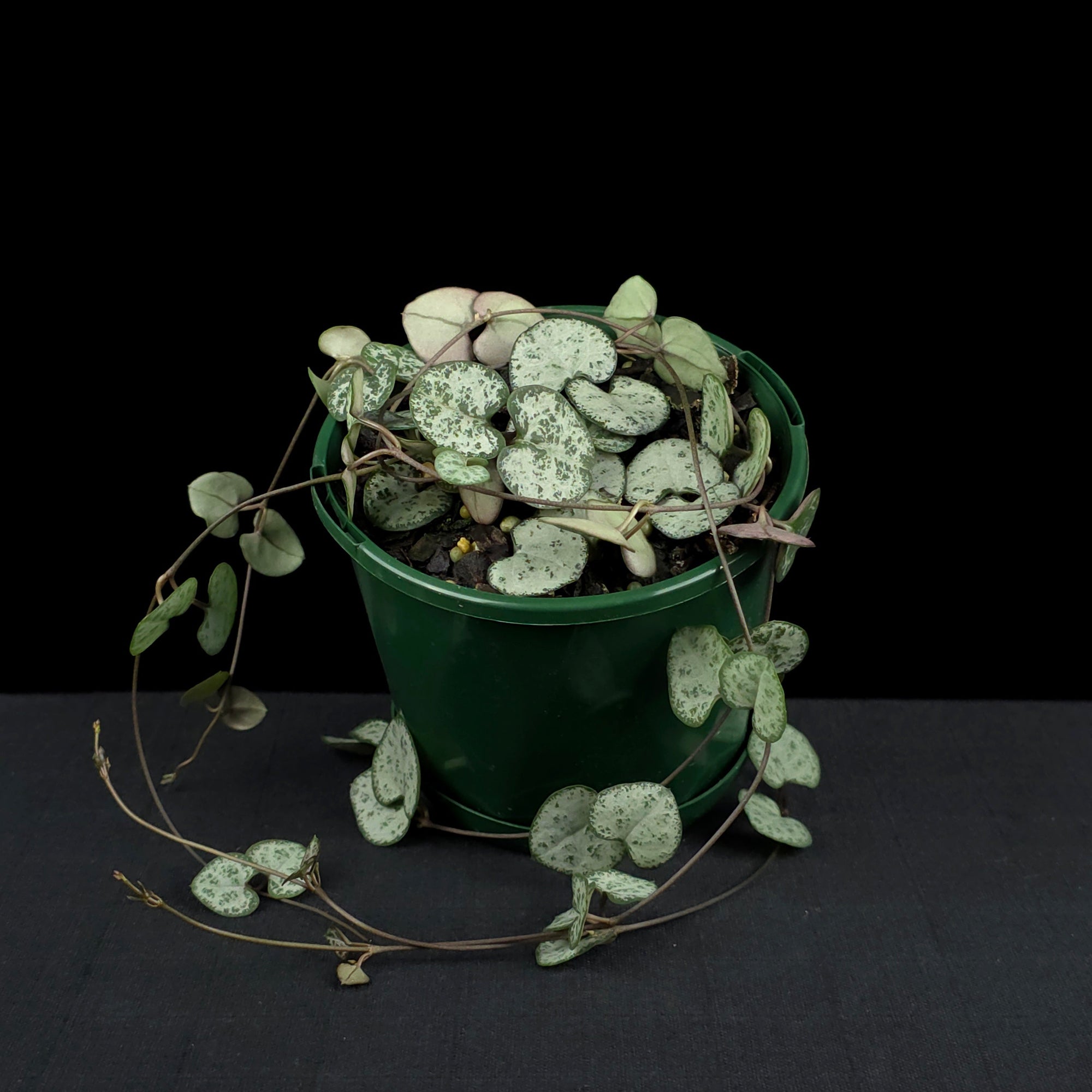 Ceropegia woodii 'Chain of Hearts'