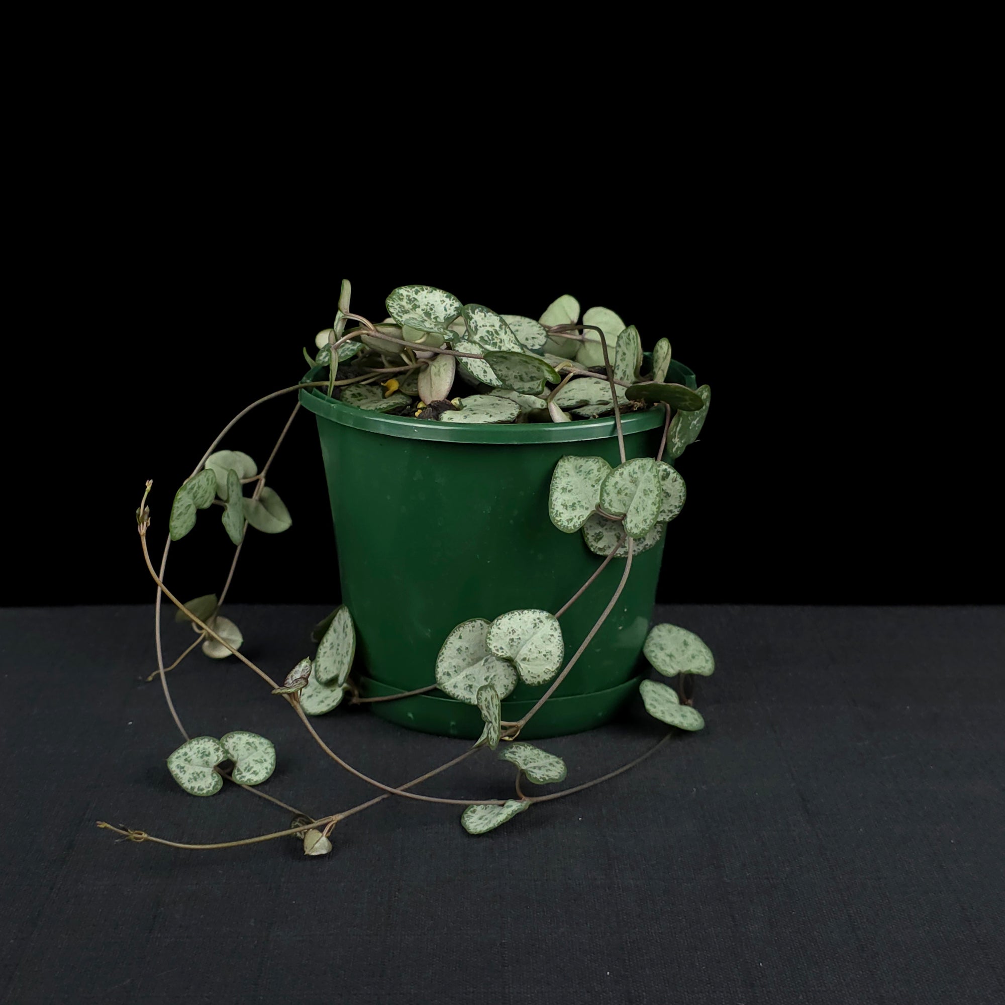 Ceropegia woodii 'Chain of Hearts'