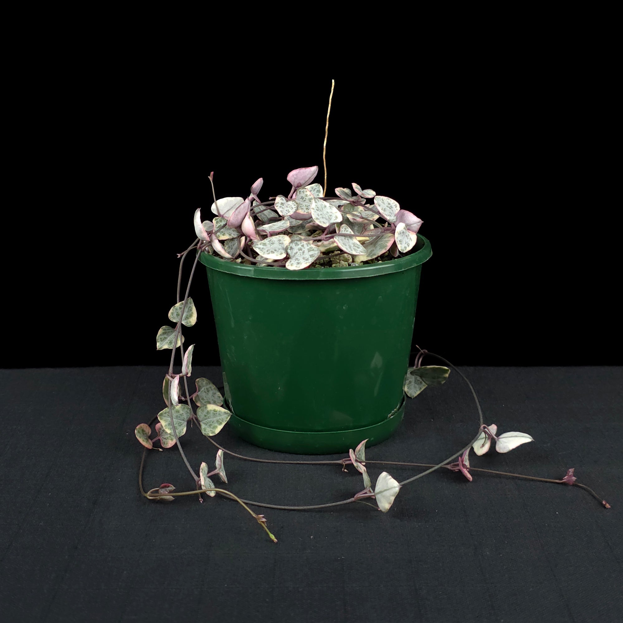 Ceropegia woodii 'Chain of Hearts' Variegated