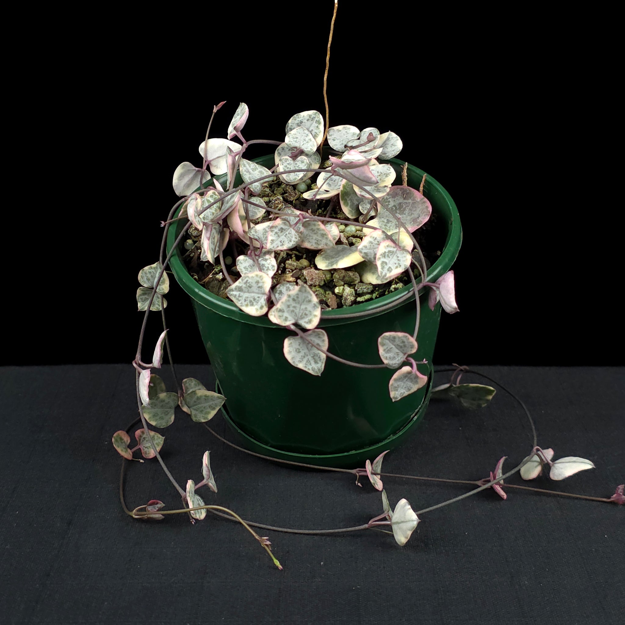 Ceropegia woodii 'Chain of Hearts' Variegated