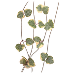 Ceropegia woodii 'Chain of Hearts' Variegated