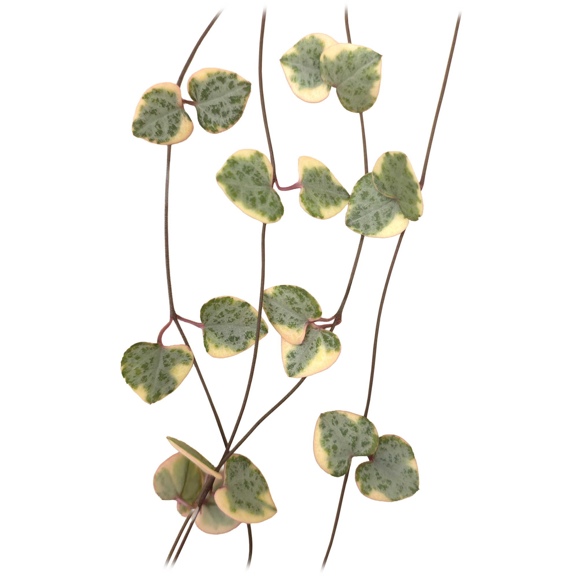 Ceropegia woodii 'Chain of Hearts' Variegated