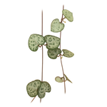 Ceropegia woodii 'Chain of Hearts'