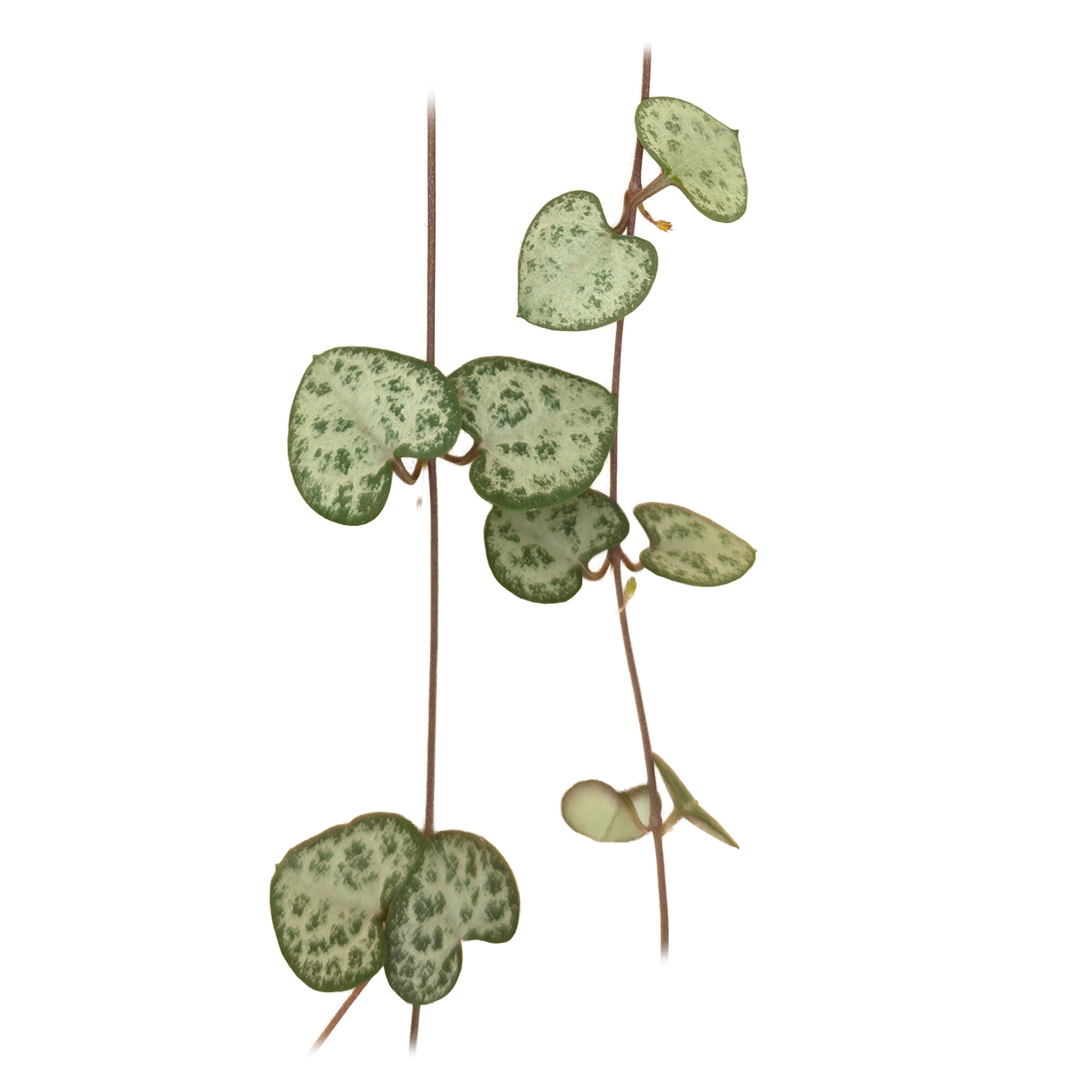 Ceropegia woodii 'Chain of Hearts'