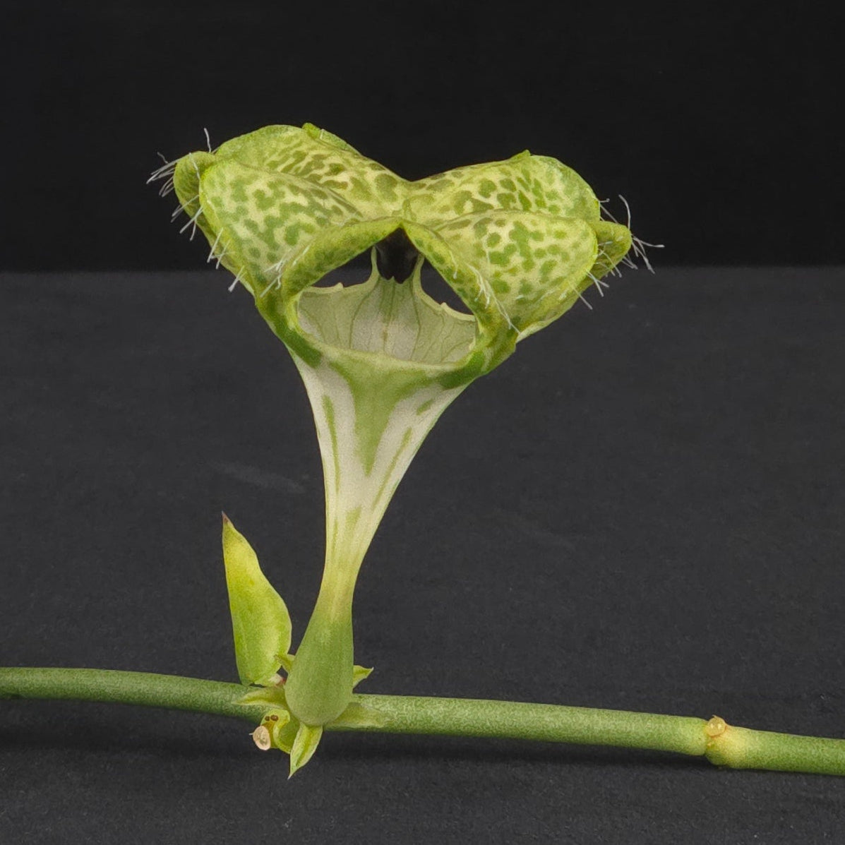 Ceropegia sandersonii – Parachute Plant