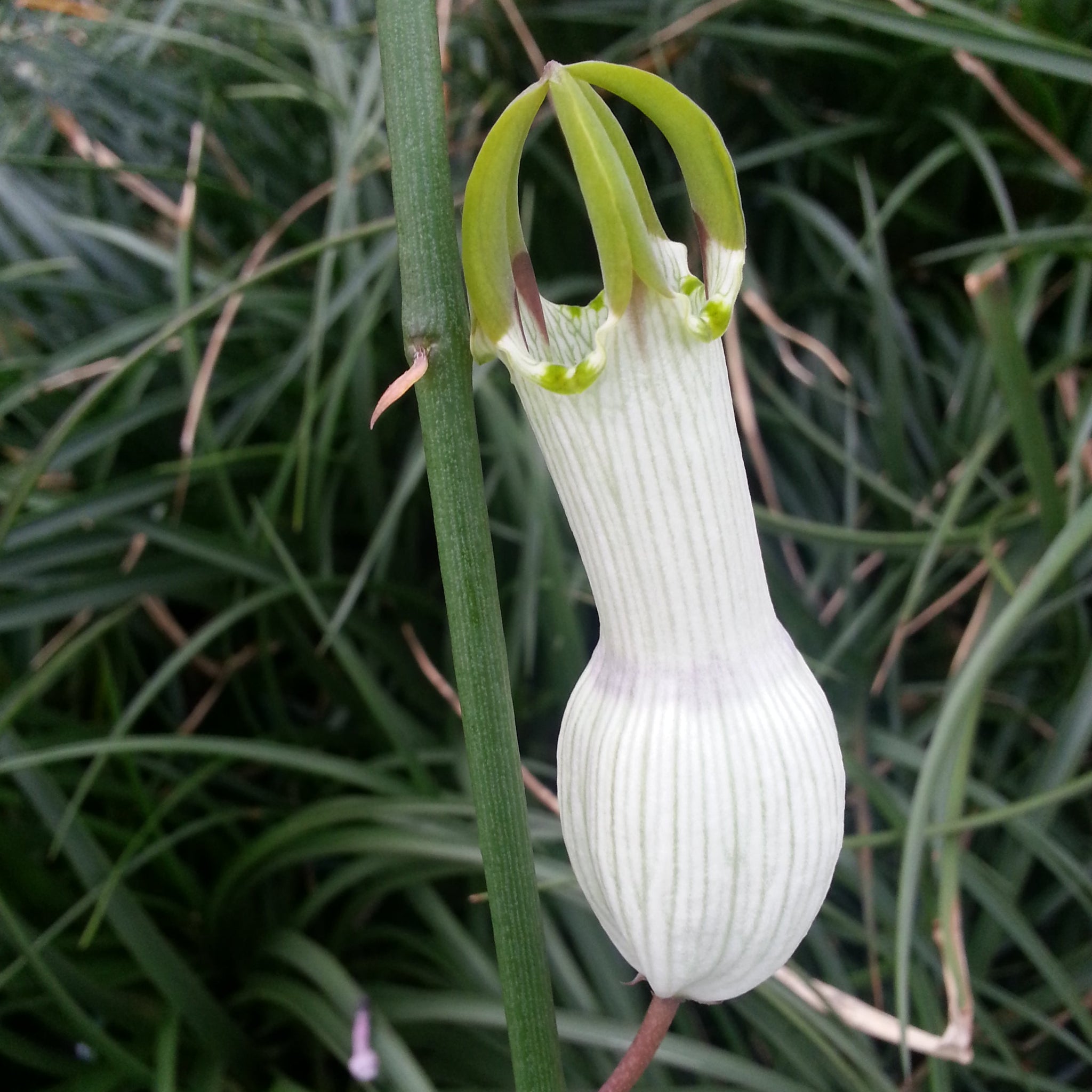 Ceropegia ampliata - Condom Plant